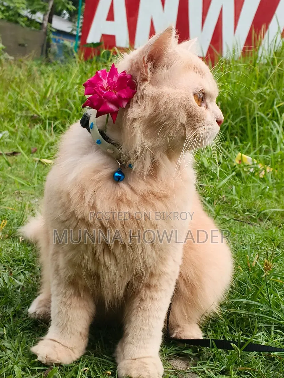 1+ Year Male Purebred Persian