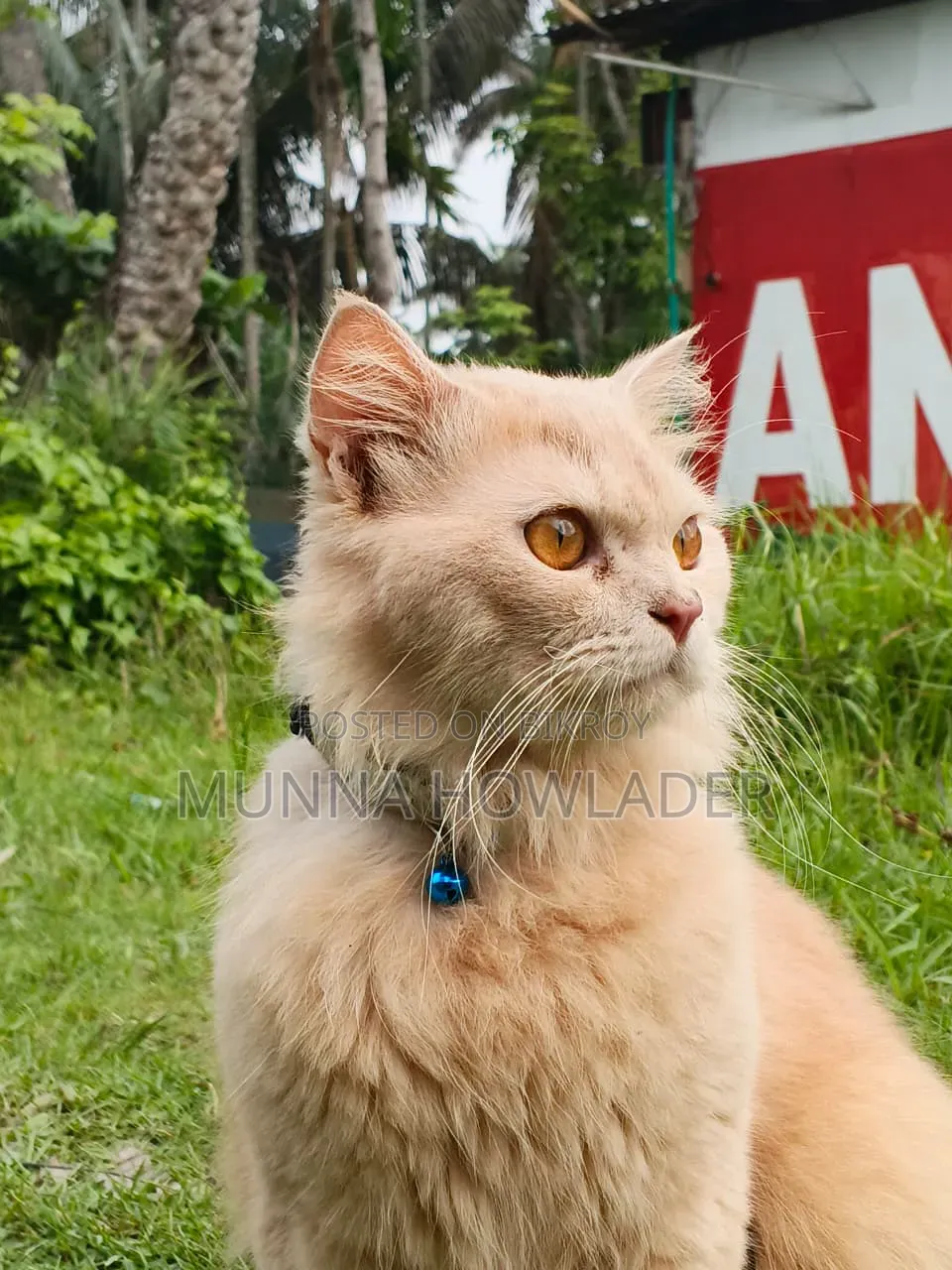 1+ Year Male Purebred Persian