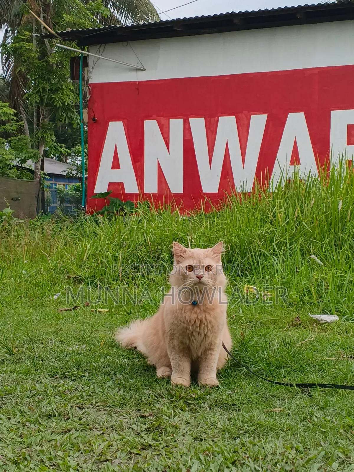 1+ Year Male Purebred Persian