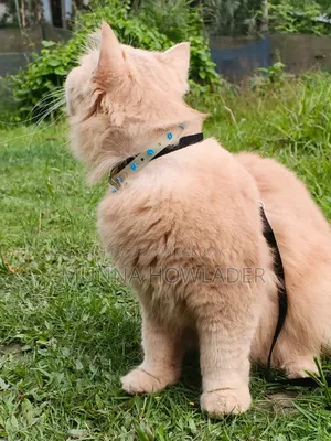 1+ Year Male Purebred Persian