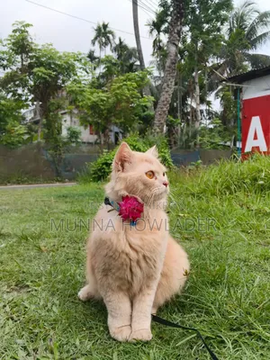 1+ Year Male Purebred Persian