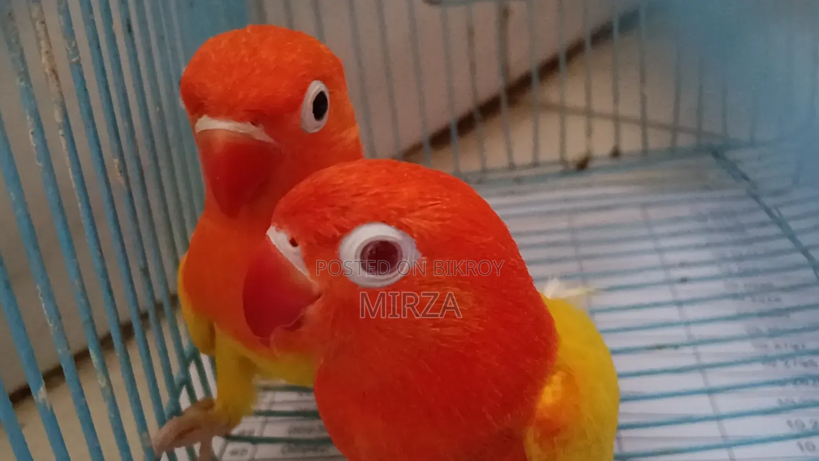 Lutino Red Eyed Dec Green Opaline Love Bird
