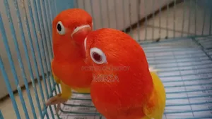 Lutino Red Eyed Dec Green Opaline Love Bird