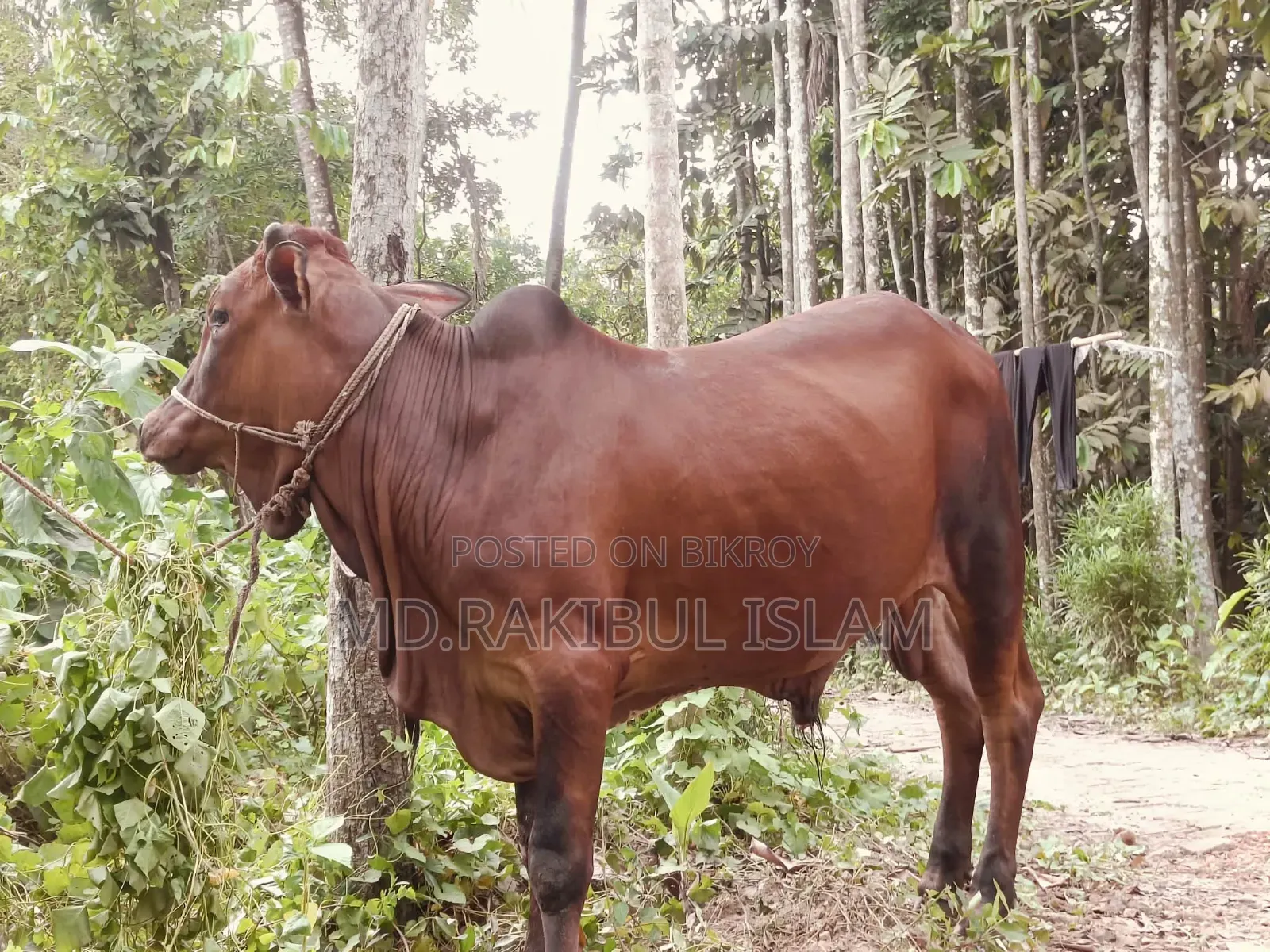 কোরবানির গরু