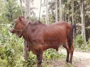 কোরবানির গরু