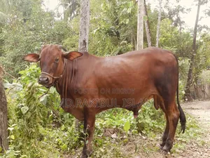 কোরবানির গরু