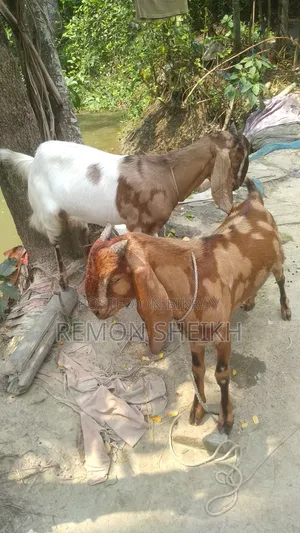 Ram Breed Goat