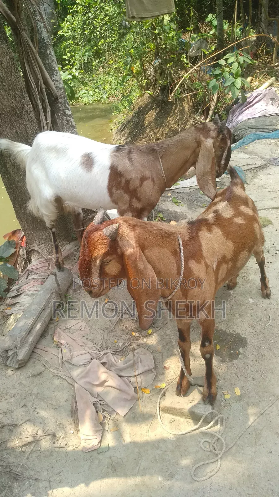 Ram Breed Goat