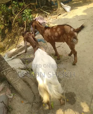 Ram Breed Goat