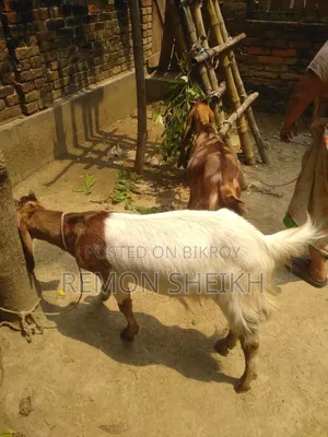 Ram Breed Goat