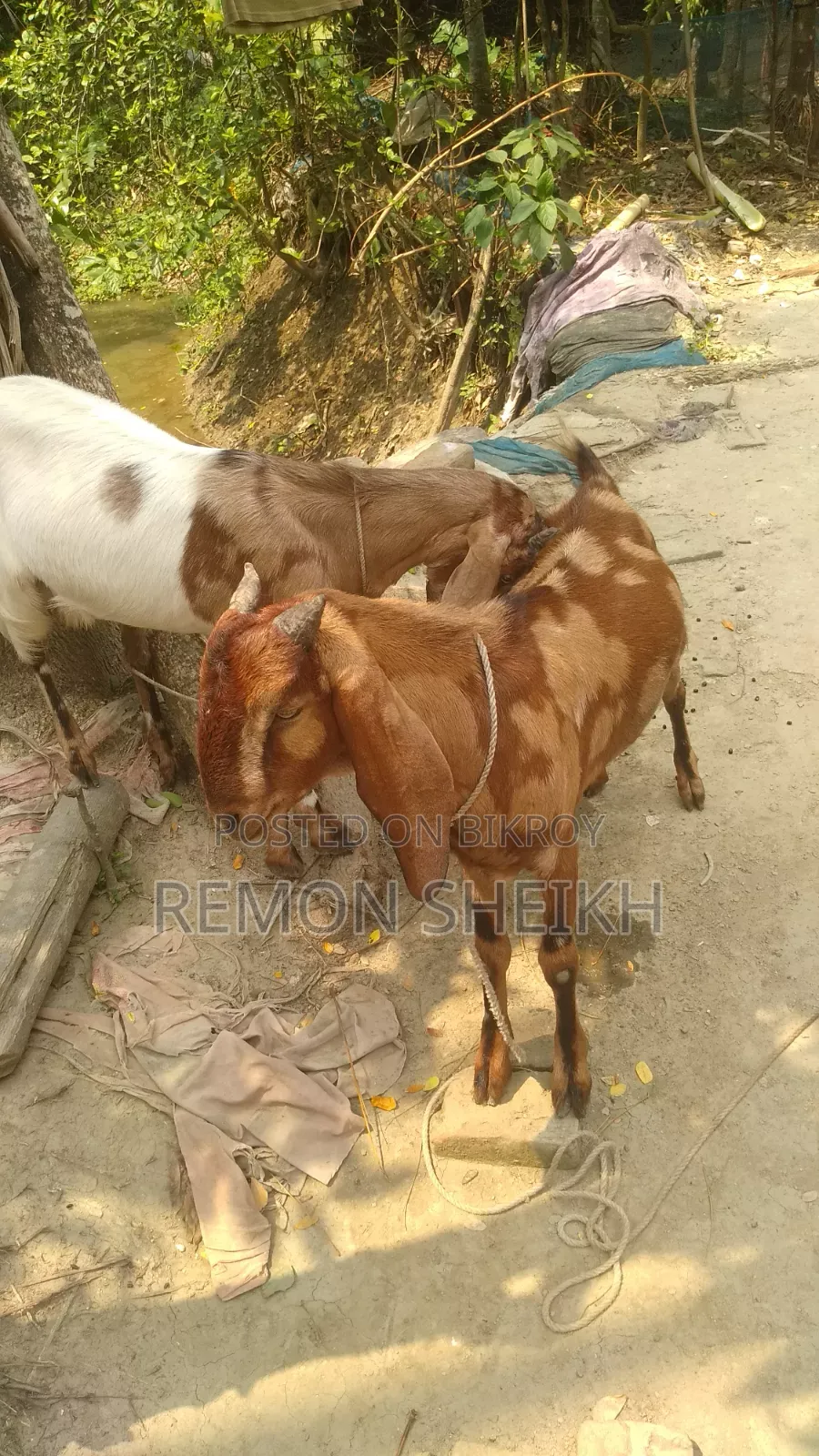 Ram Breed Goat