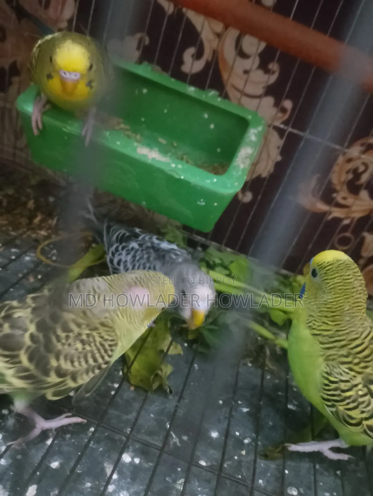 Classic Bajigar Birds for Sale