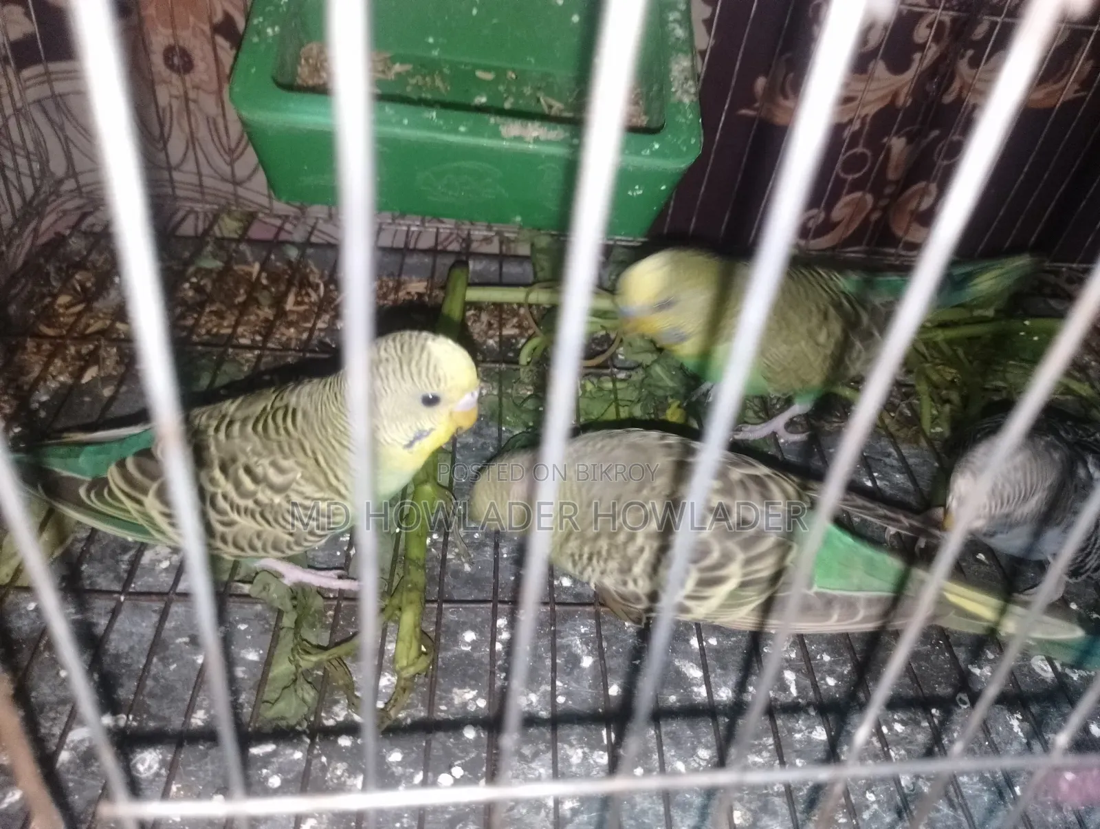 Classic Bajigar Birds for Sale