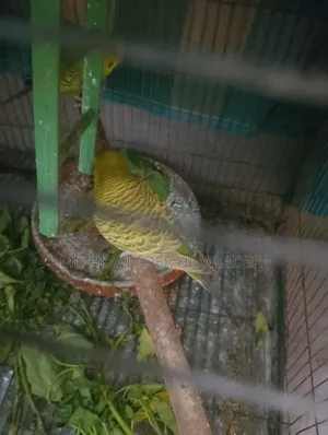 Classic Bajigar Birds for Sale