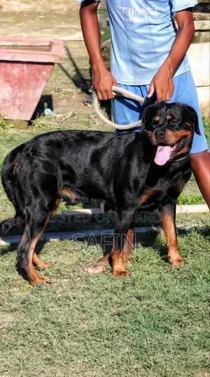 ১+ বছরের পুরুষ পিওরব্রেড রটওয়াইলার