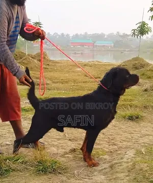 ১+ বছরের পুরুষ পিওরব্রেড রটওয়াইলার