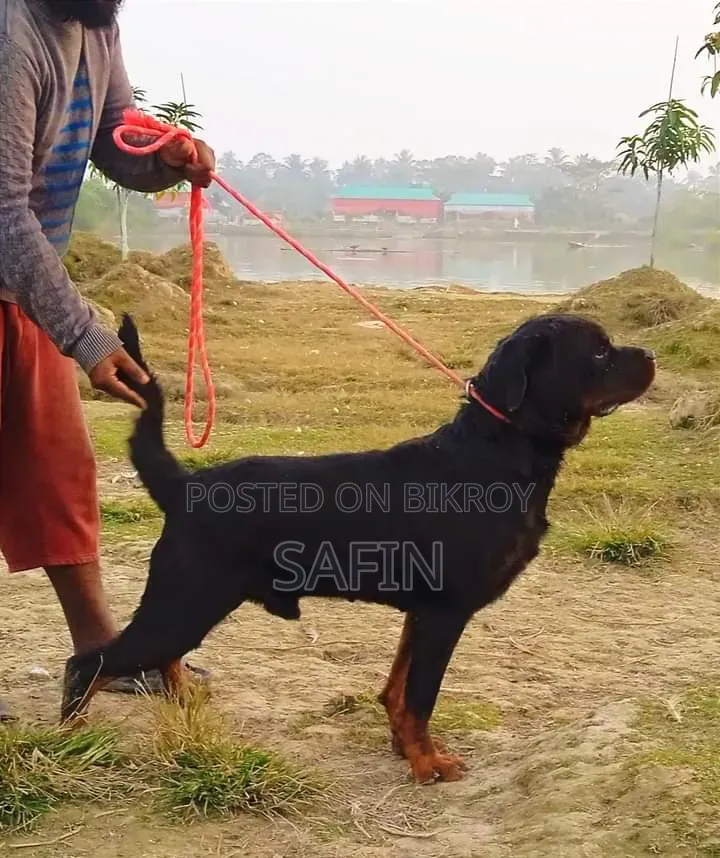 ১+ বছরের পুরুষ পিওরব্রেড রটওয়াইলার