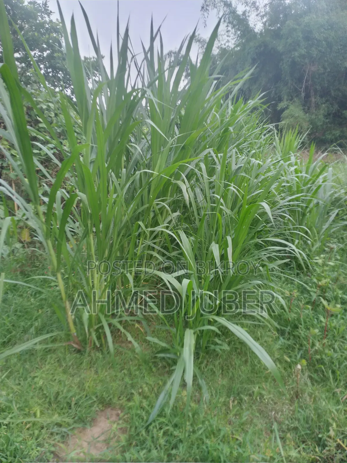 Zara-1 Hybrid Grass Seedlings