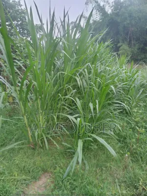 জারা - ১ হাইব্রিড ঘাসের চারা