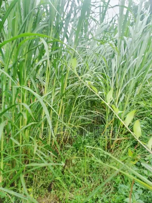 Zara-1 Hybrid Grass Seedlings