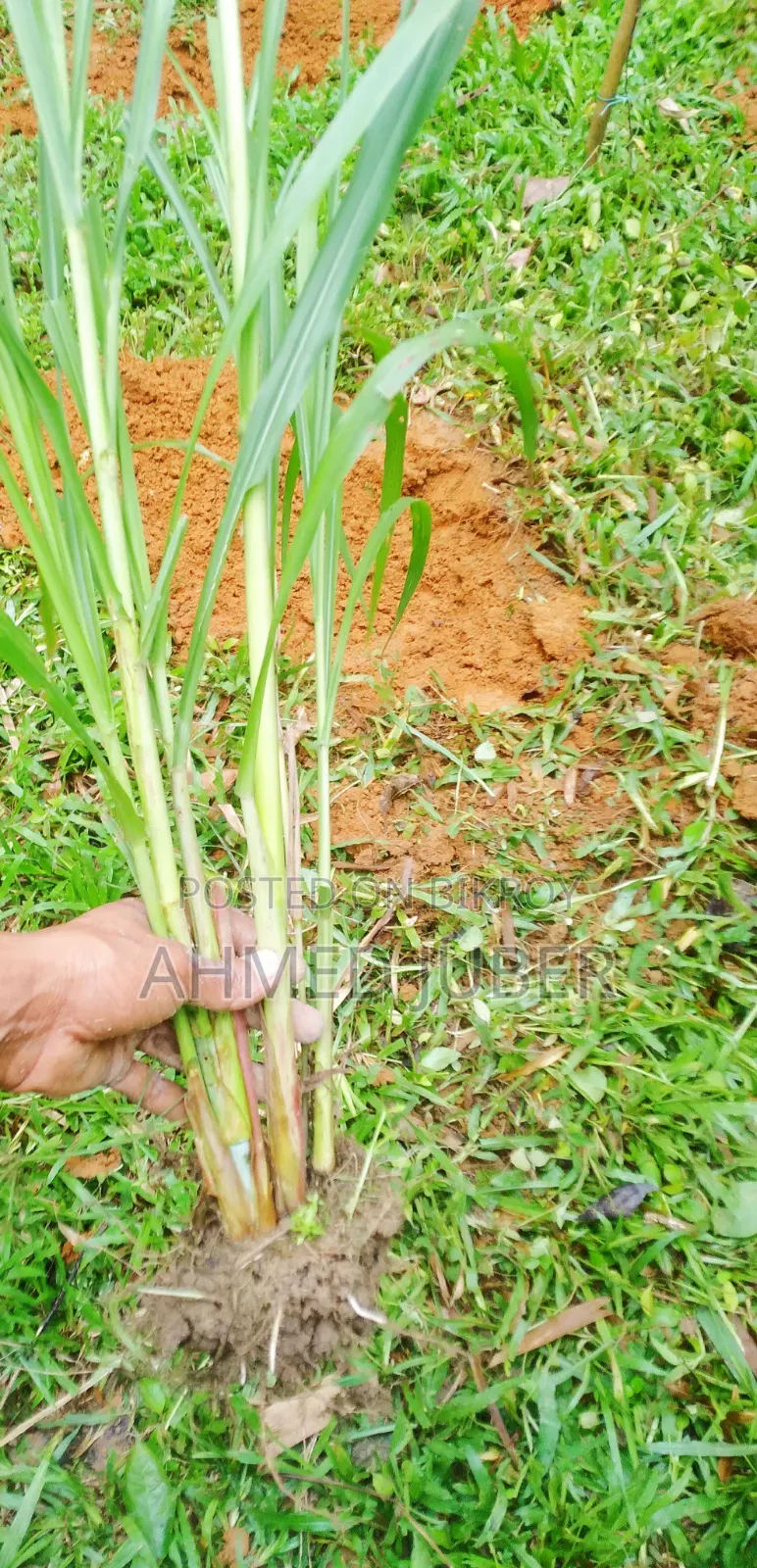 Zara-1 Hybrid Grass Seedlings