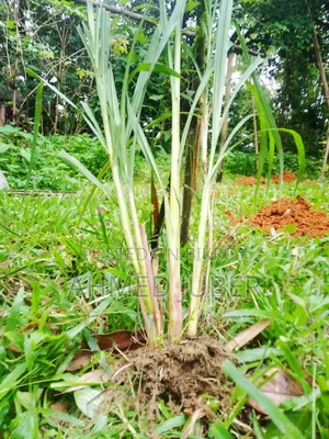 Zara-1 Hybrid Grass Seedlings