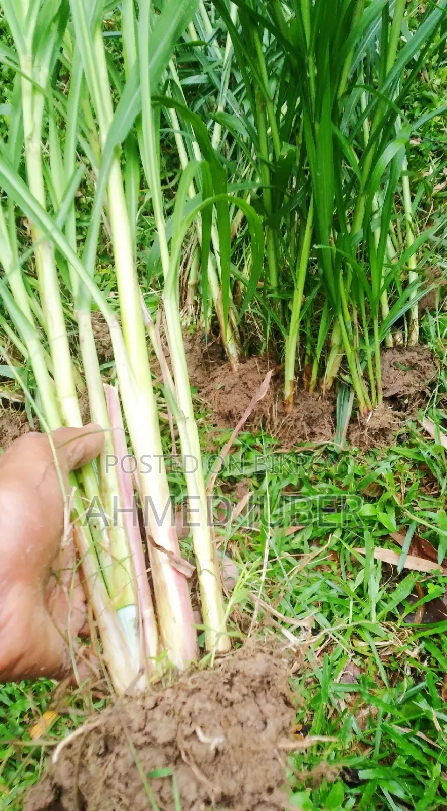 Zara-1 Hybrid Grass Seedlings