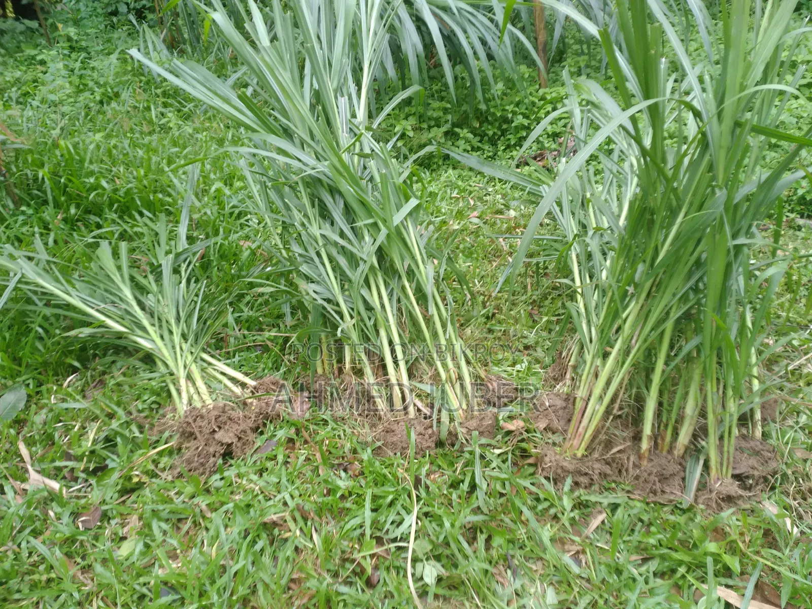 Zara-1 Hybrid Grass Seedlings