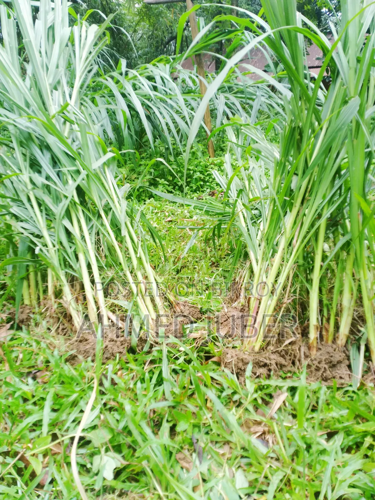 Zara-1 Hybrid Grass Seedlings