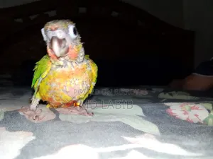 One Piece Time Size Green Check Conure Baby High Quality