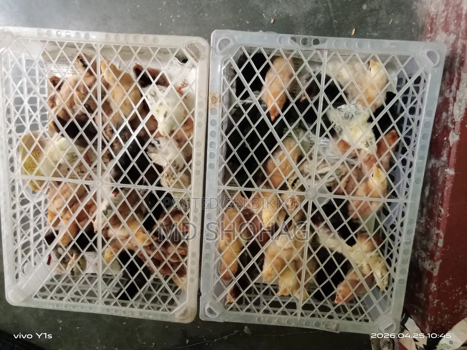 Tiger Chicken Chicks