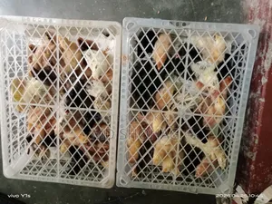 Tiger Chicken Chicks