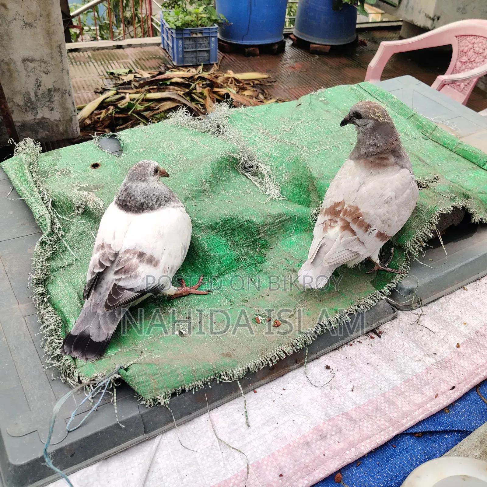 মিলি হোমা বেবী পেয়ার