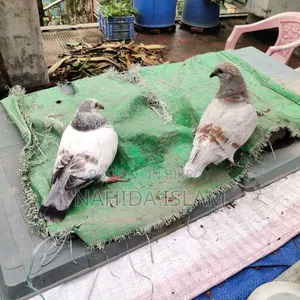 মিলি হোমা বেবী পেয়ার