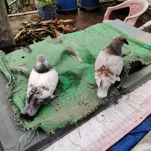 মিলি হোমা বেবী পেয়ার