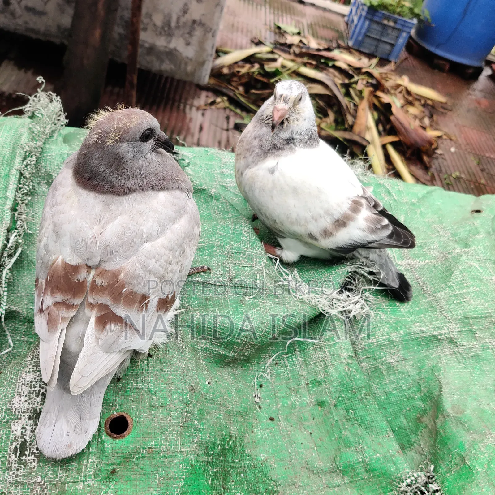 মিলি হোমা বেবী পেয়ার
