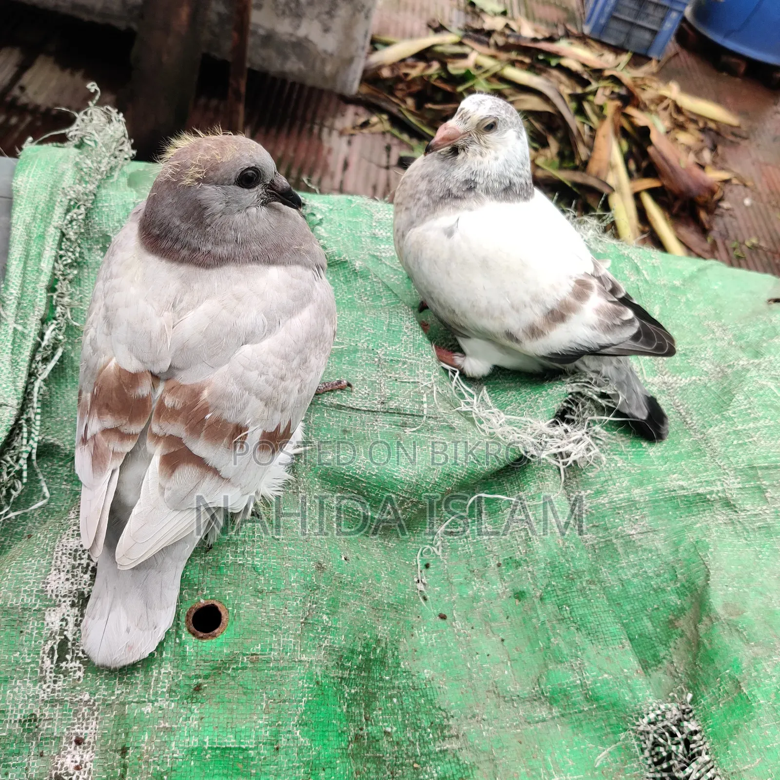 মিলি হোমা বেবী পেয়ার