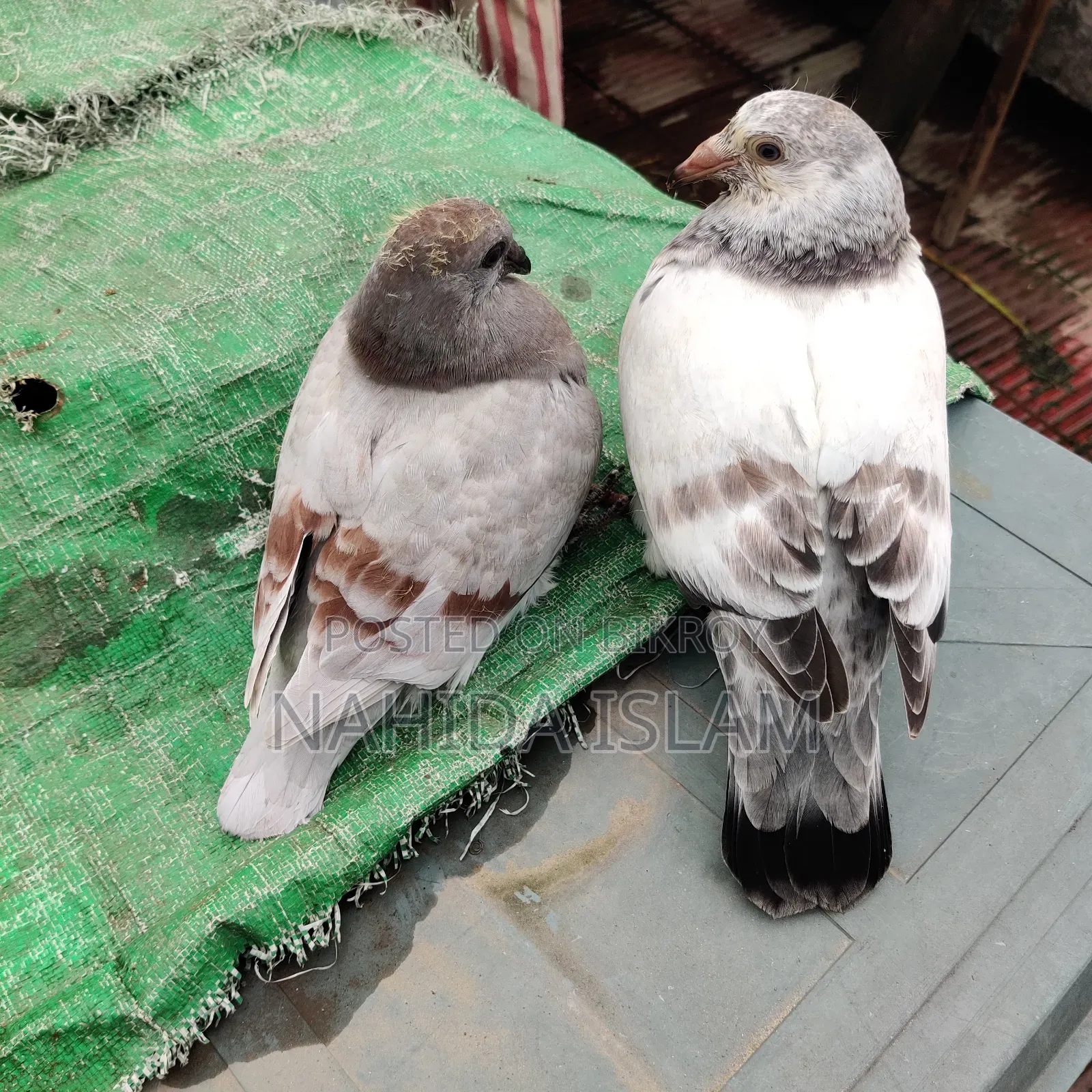 মিলি হোমা বেবী পেয়ার