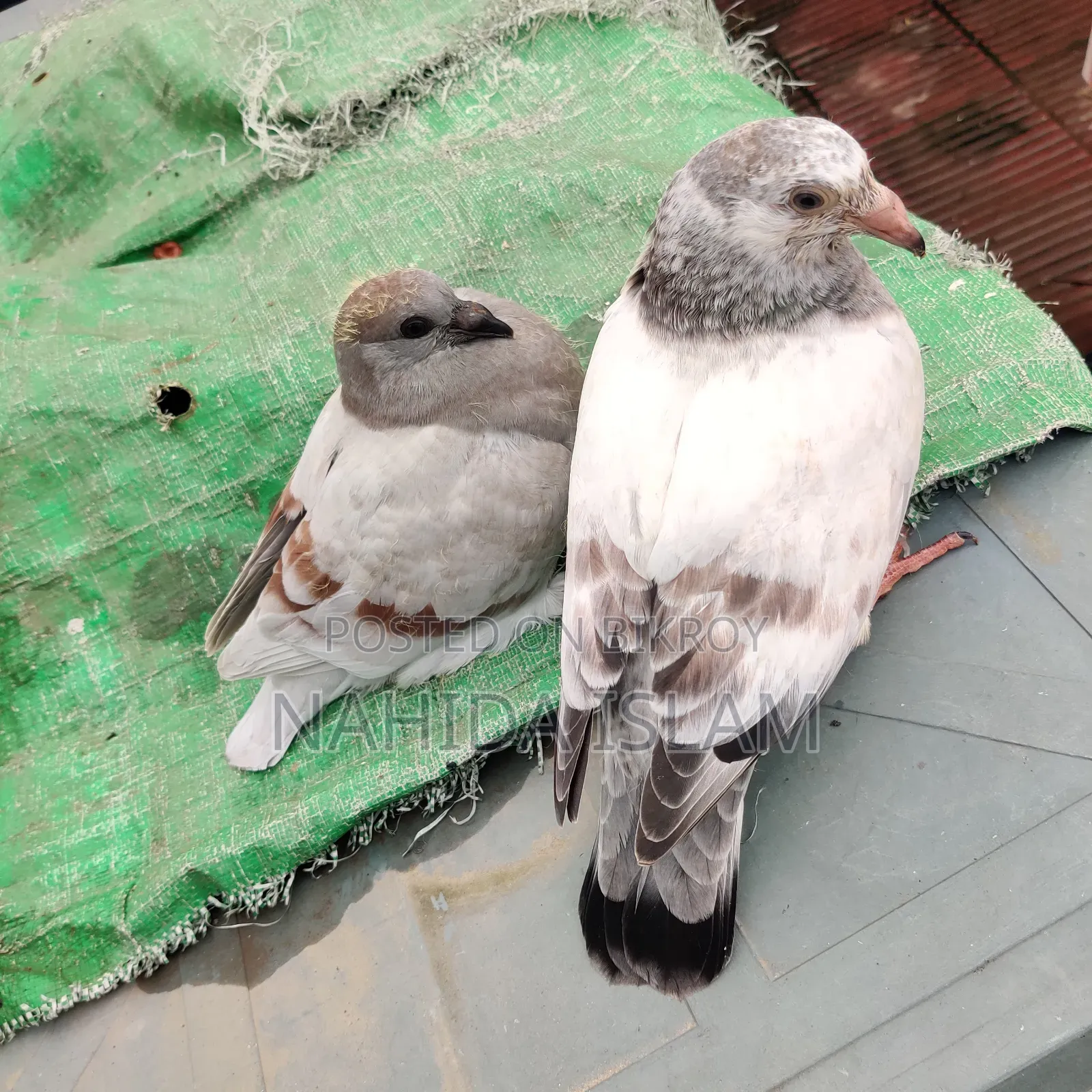 মিলি হোমা বেবী পেয়ার