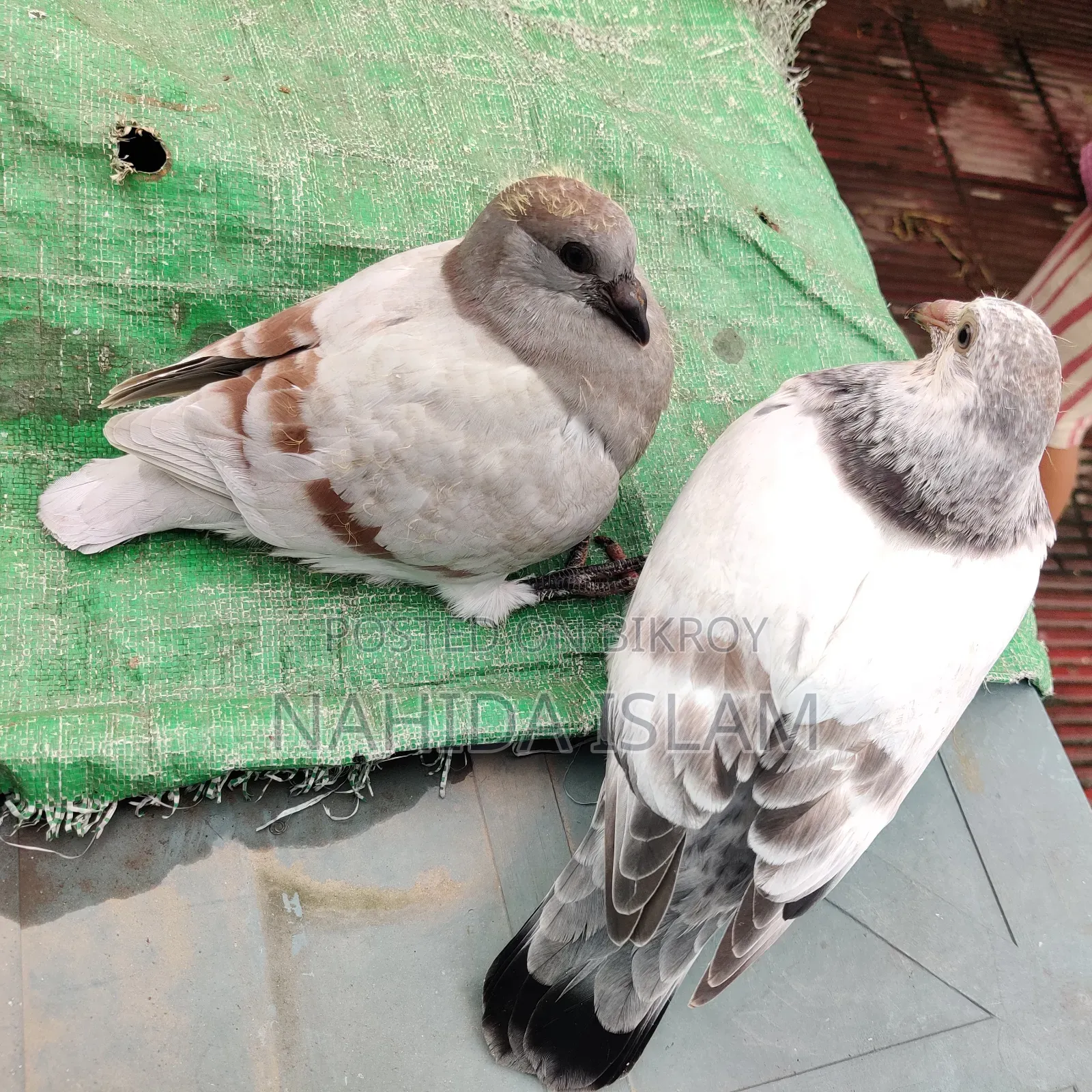 মিলি হোমা বেবী পেয়ার