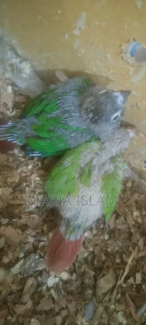 Green Cheek Conure