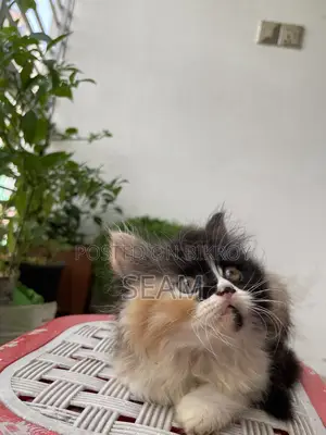 1-3 Months Female Purebred Persian Kitten