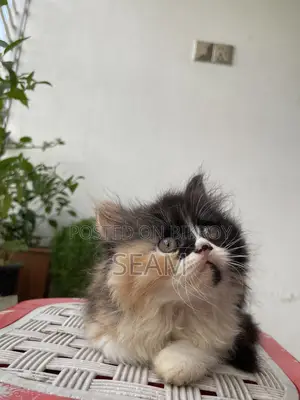 1-3 Months Female Purebred Persian Kitten
