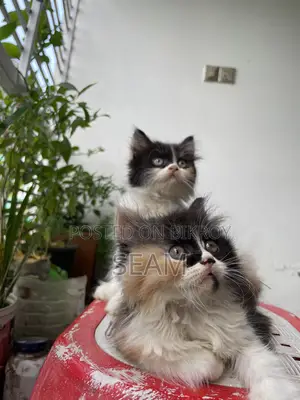 1-3 Months Female Purebred Persian Kitten