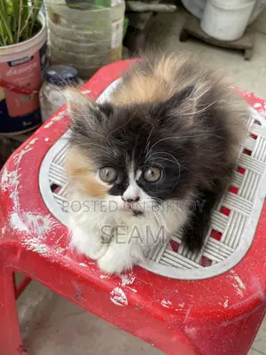 1-3 Months Female Purebred Persian Kitten