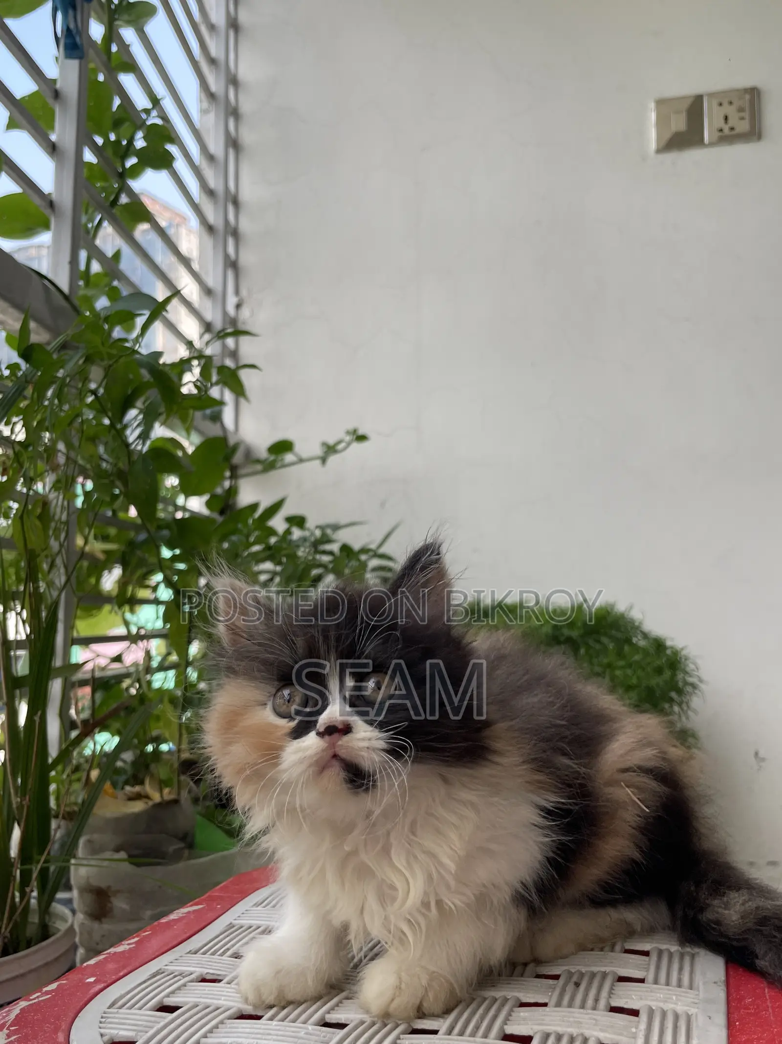 1-3 Months Female Purebred Persian Kitten