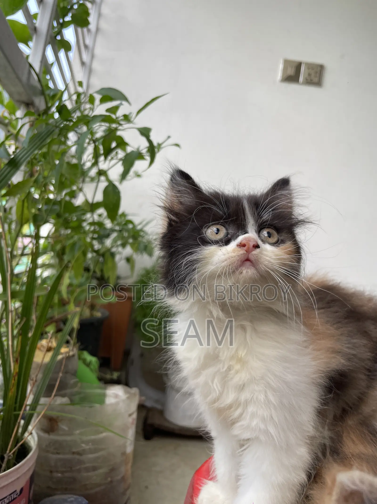 1-3 Months Female Purebred Persian Kitten