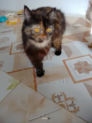 6-12 Months Female Mixed Breed Persian