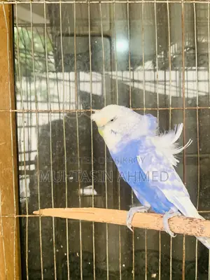 Jp Budgies Male