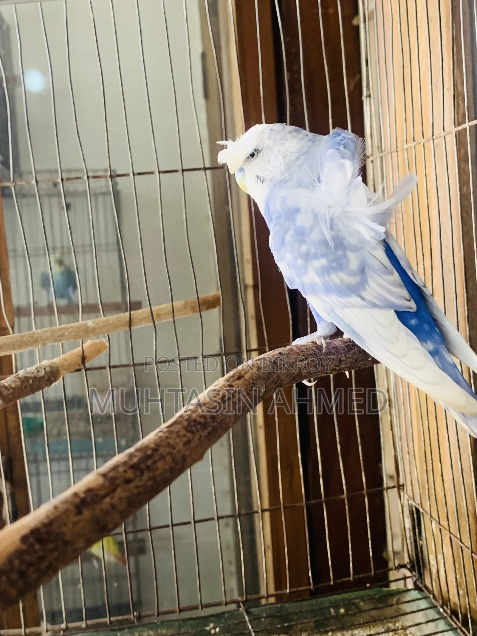 Jp Budgies Male